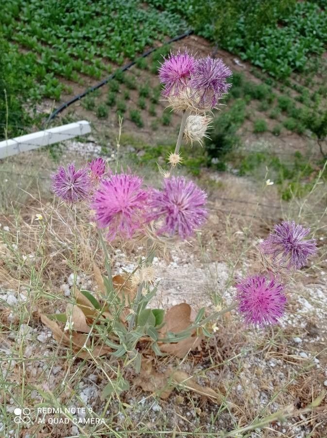 Centaurea tomentella — houseplant care guide