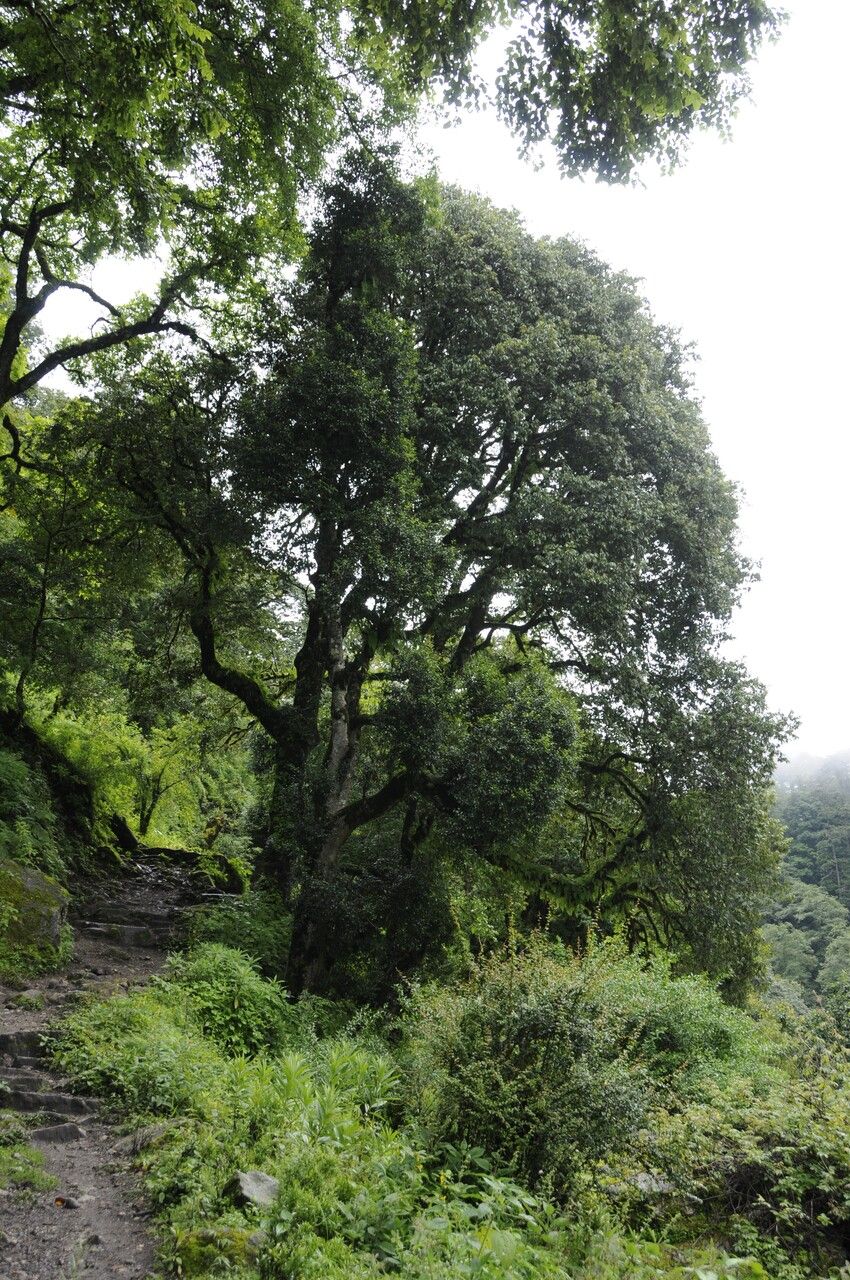 Quercus oxyodon habit