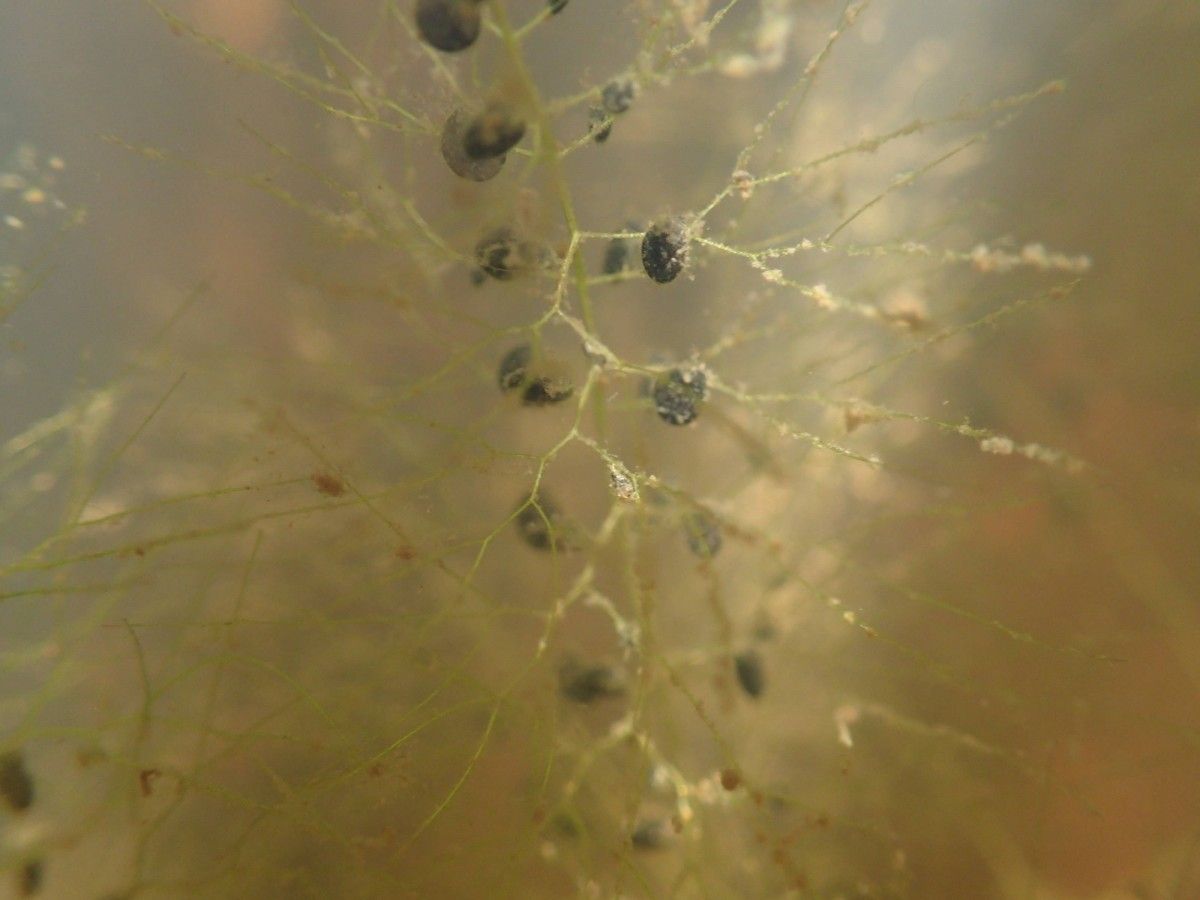 Utricularia stellaris — search result for 'Utricularia'