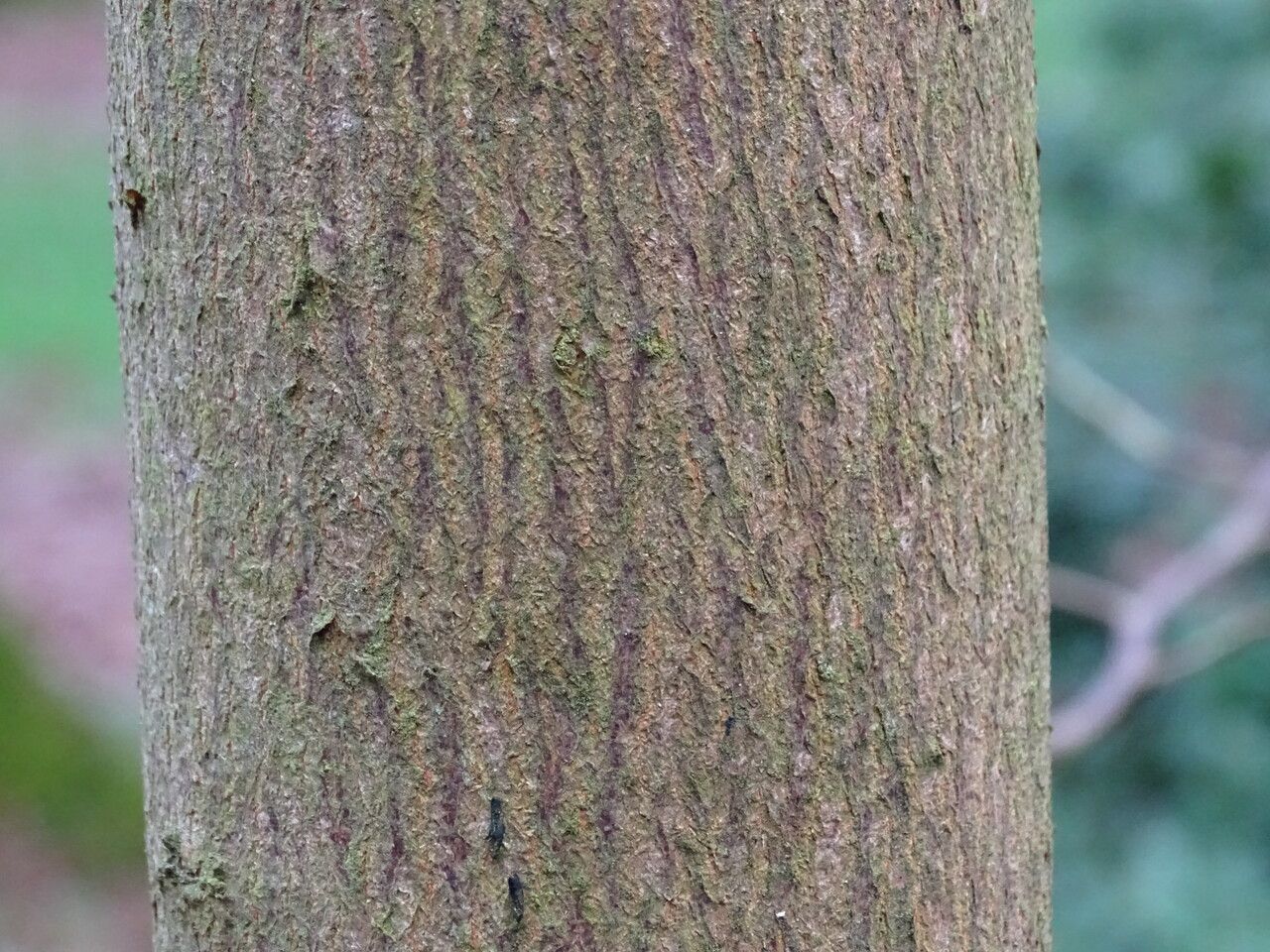 Pterostyrax corymbosus bark