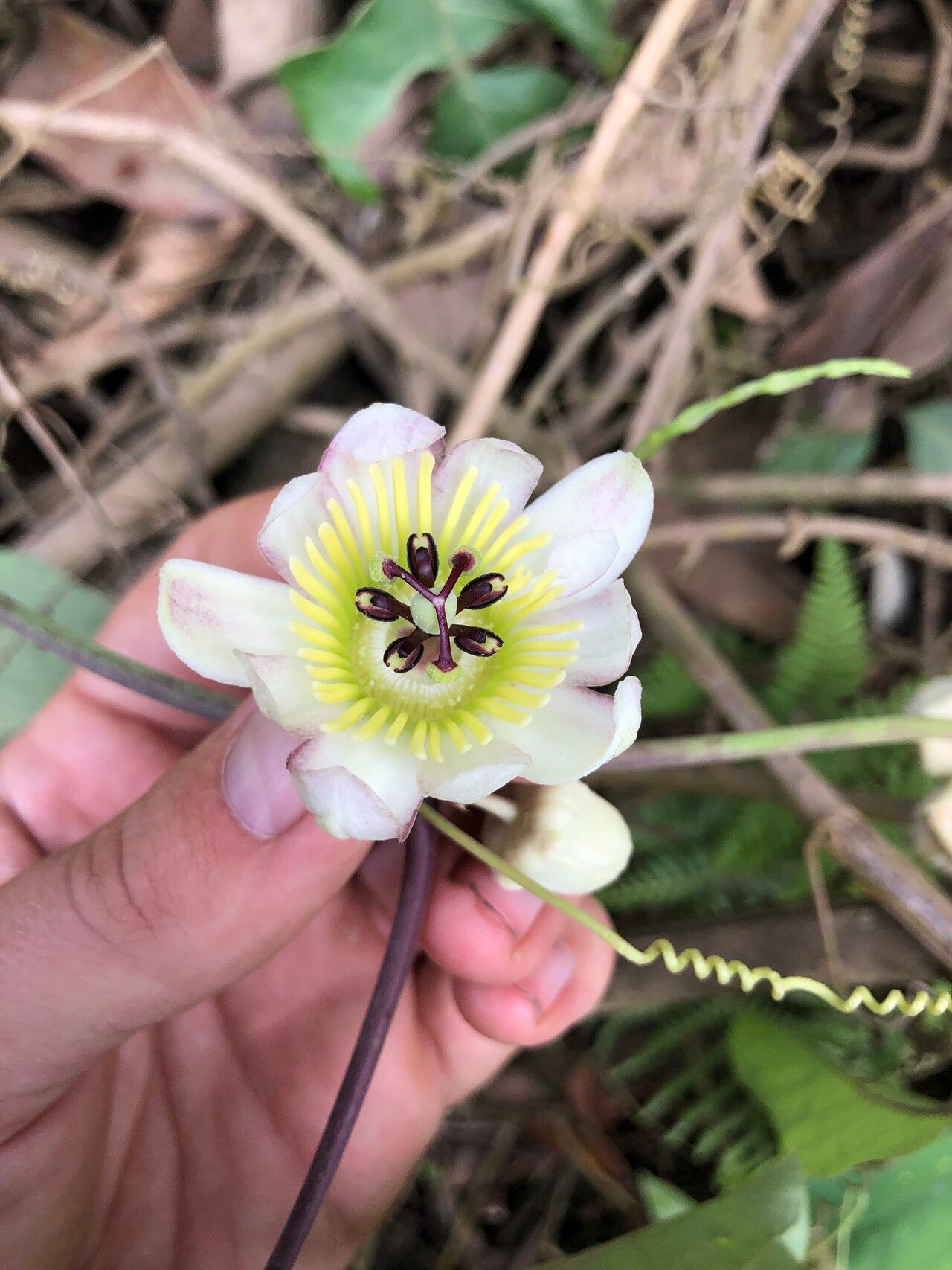 Passiflora candollei flower