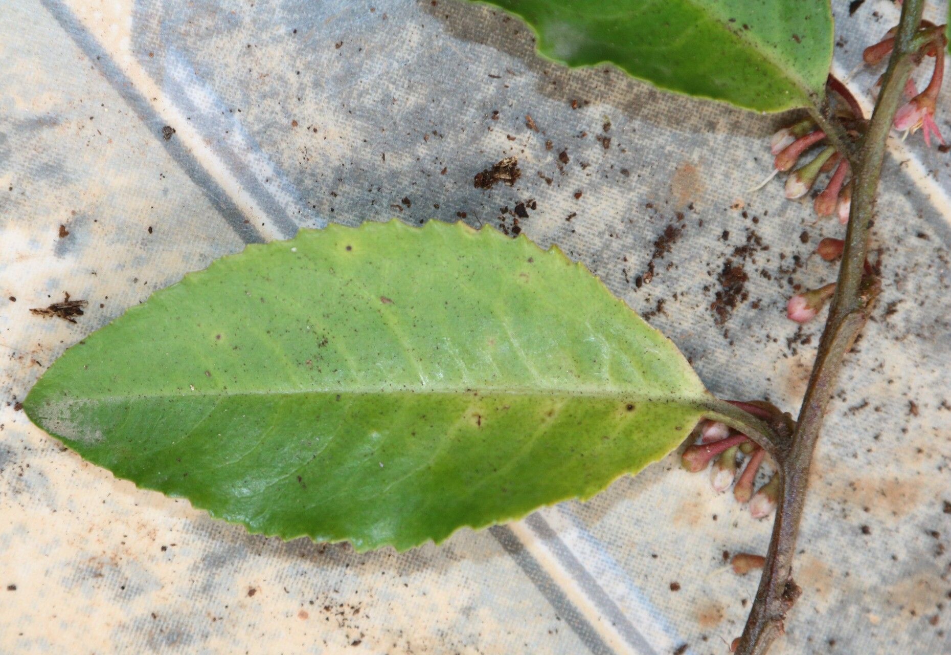 Ardisia staudtii — houseplant care guide