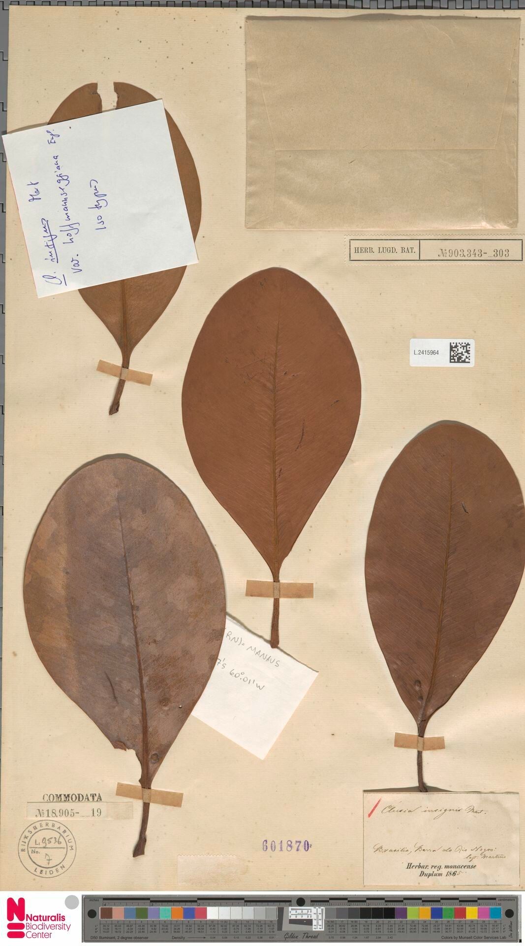 Clusia insignis leaf