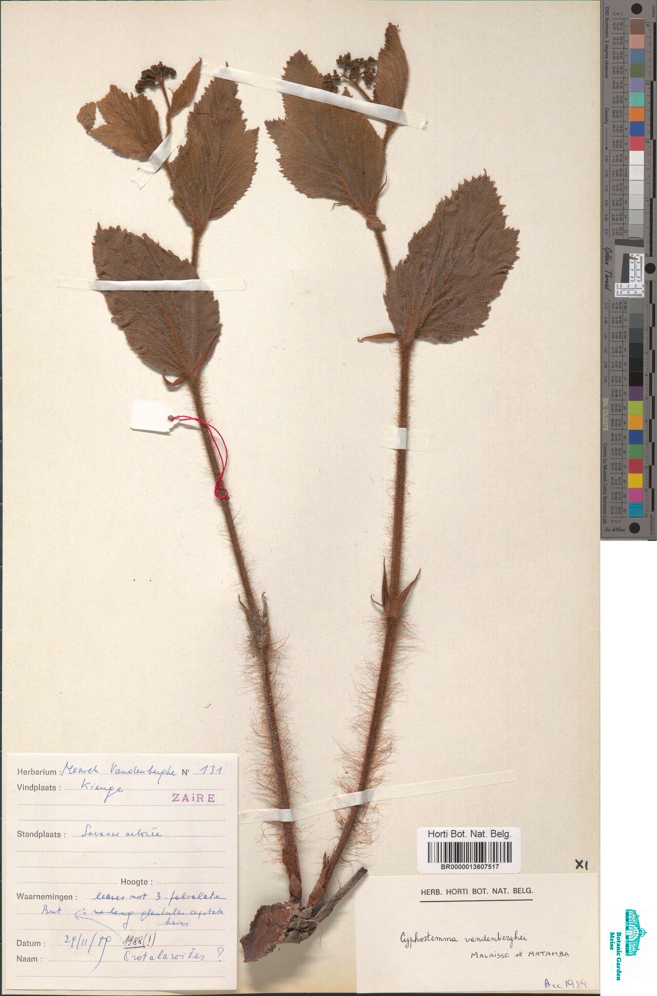 Cyphostemma vandenbergheae — houseplant care guide