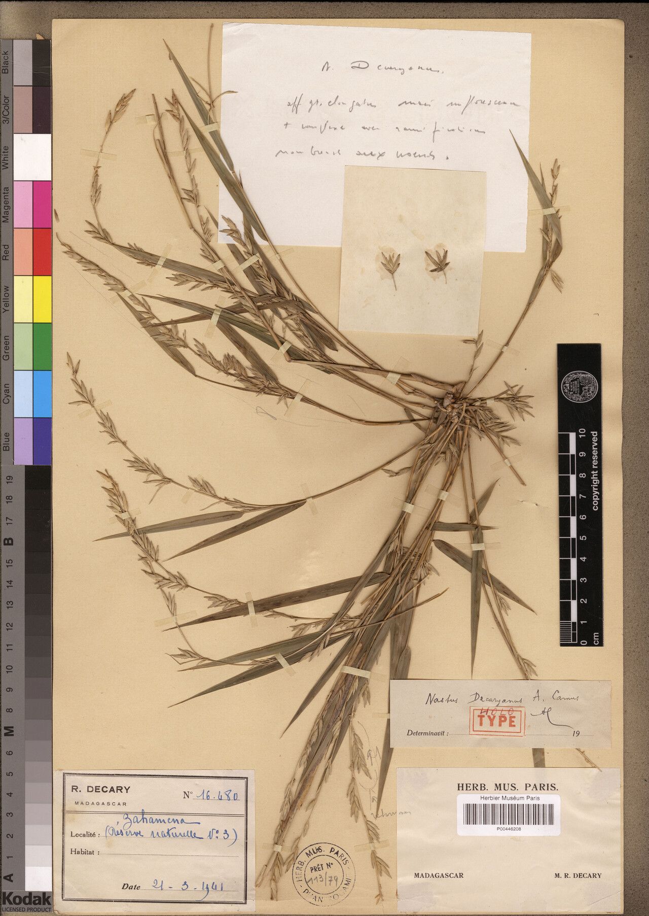 Nastus decaryanus — related species from the same genus