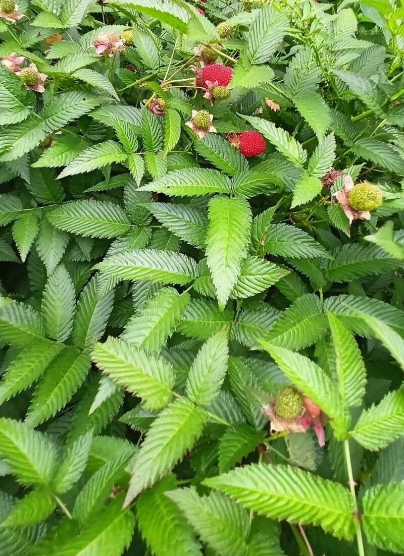 Rubus illecebrosus fruit