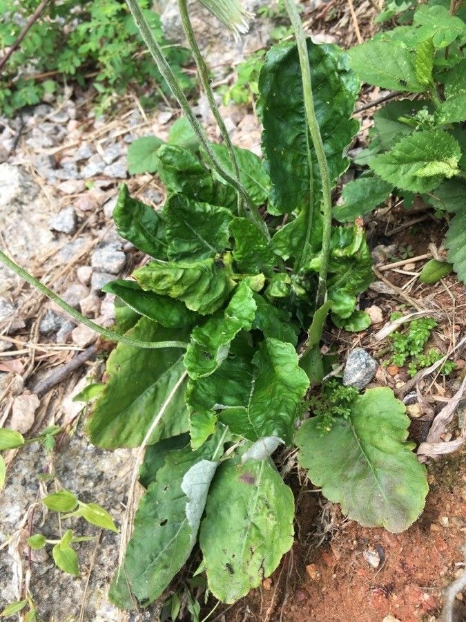Chaptalia texana leaf