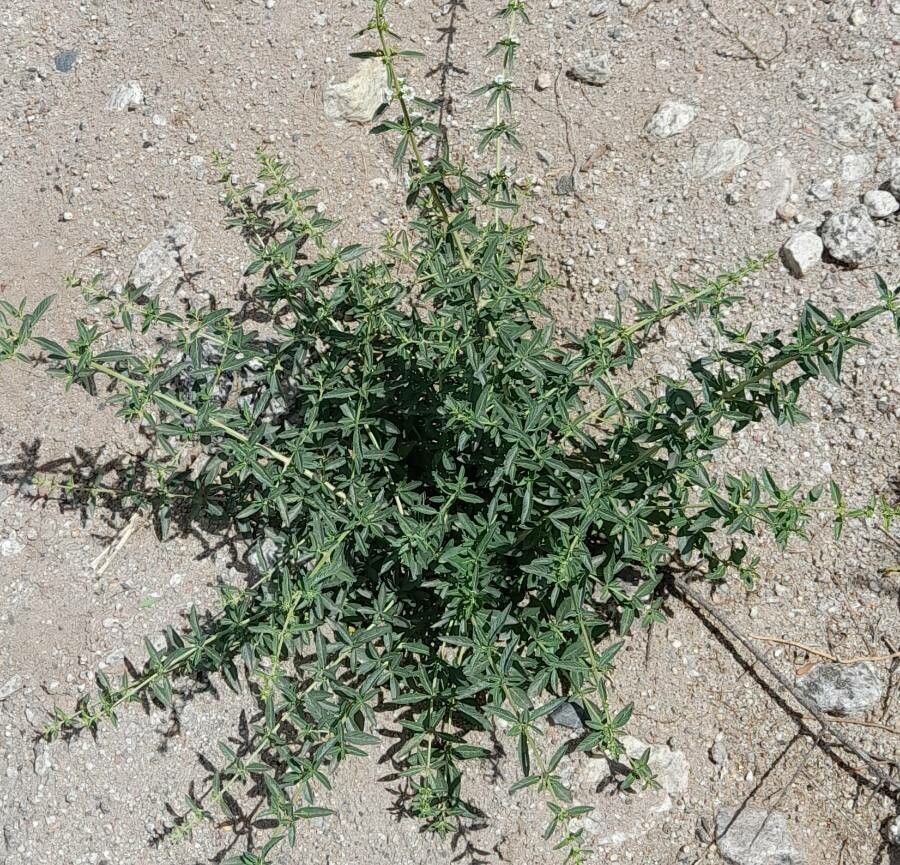 Lippia turbinata habit