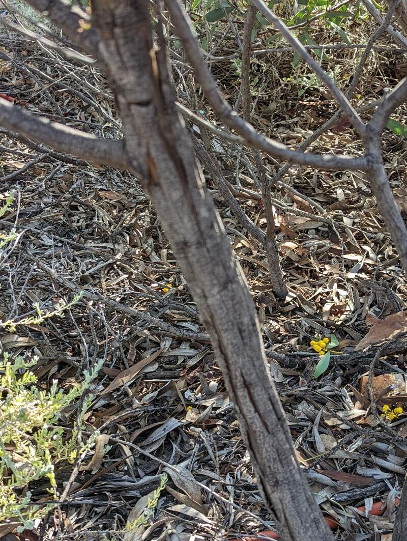 Acacia notabilis bark