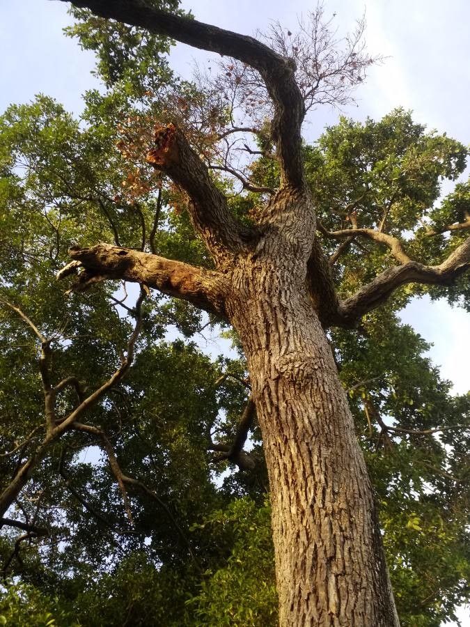 Manilkara hexandra habit