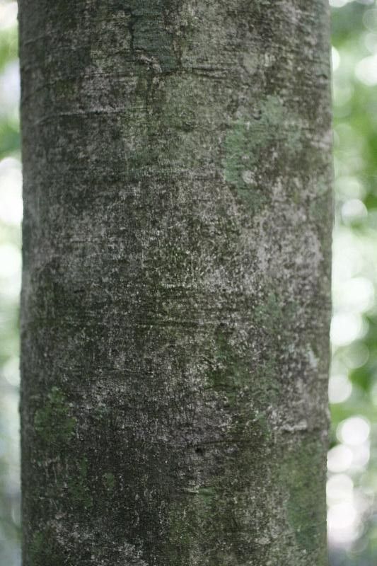 Licania granvillei bark