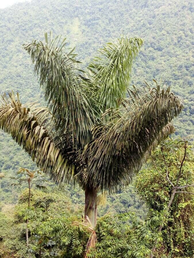 Phytelephas macrocarpa leaf