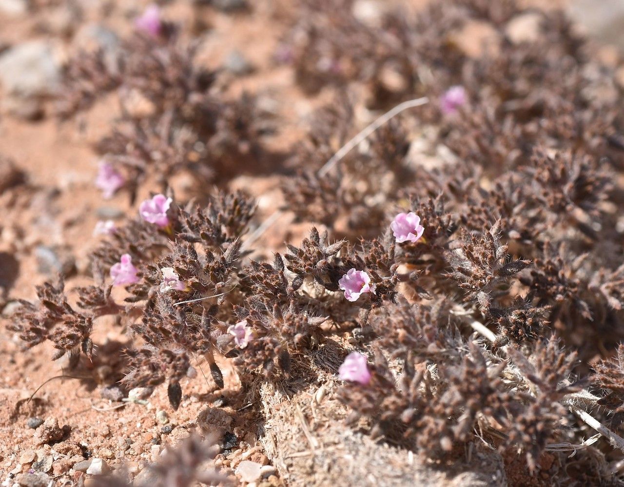 Tiquilia latior habit