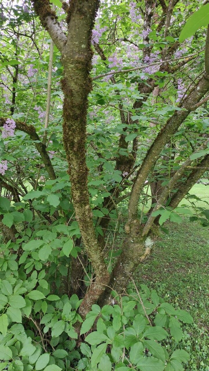 Syringa villosa bark