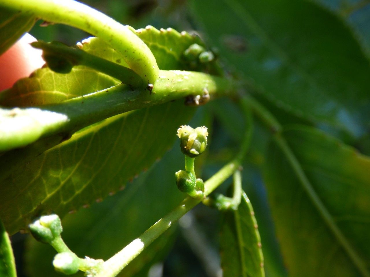 Claoxylon glandulosum flower