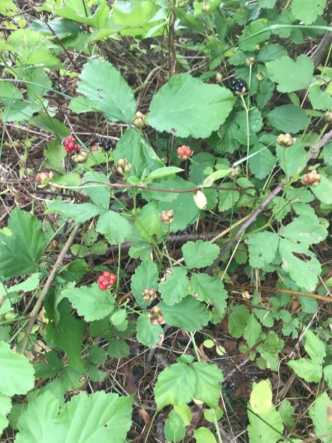 Rubus flagellaris fruit