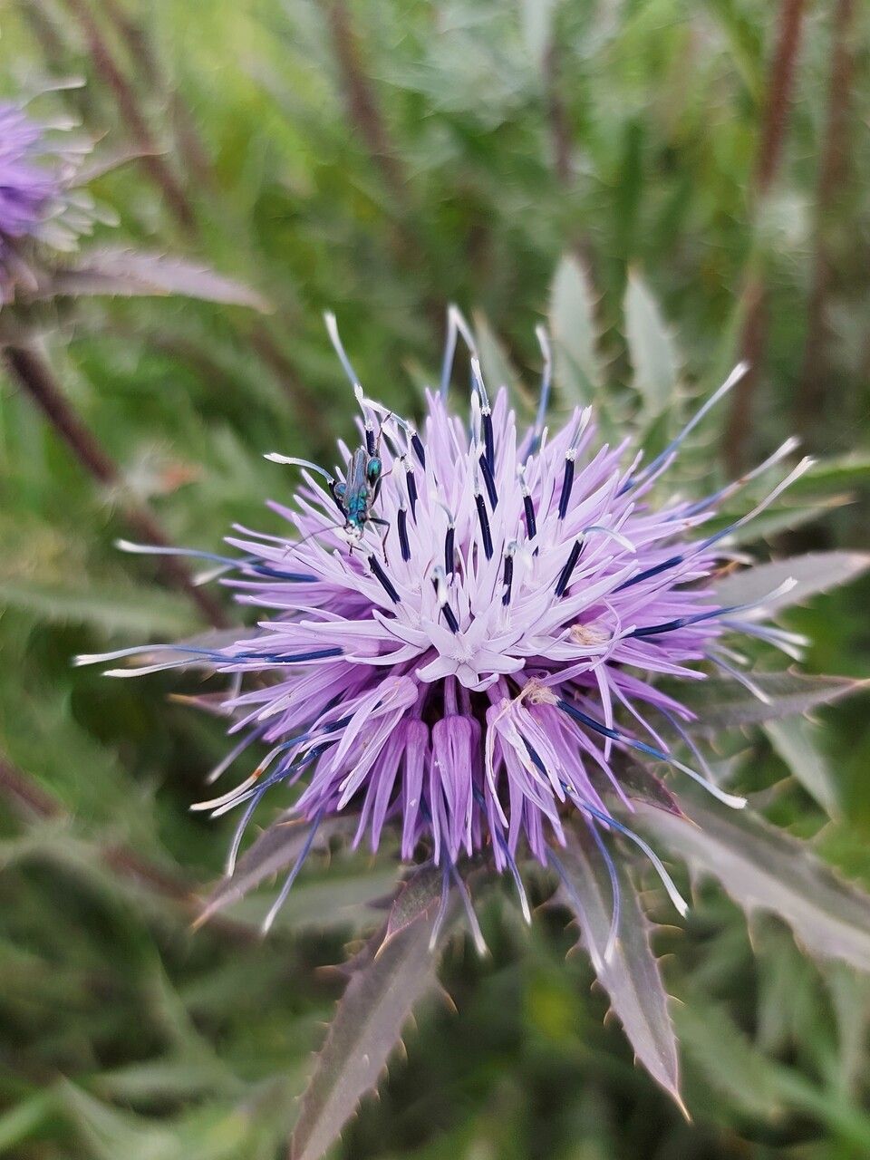 Carthamus caeruleus flower