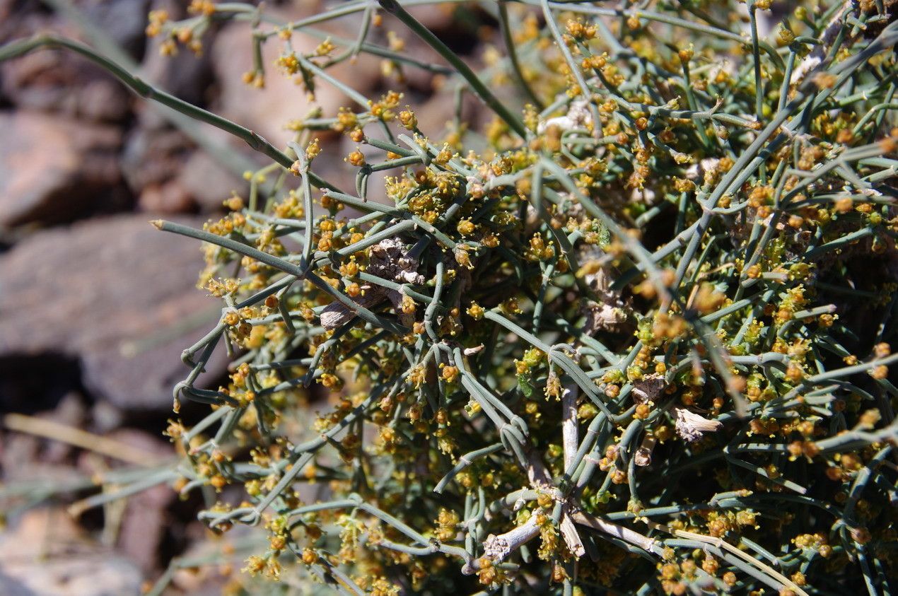 Randonia africana other