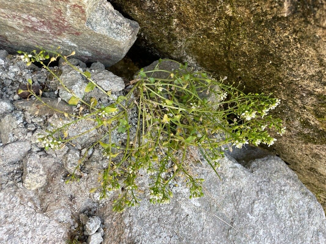 Cochlearia tatrae habit