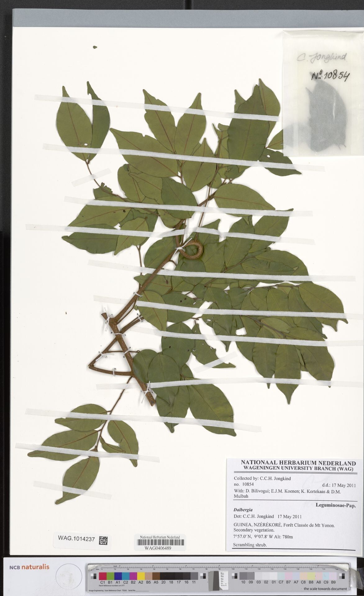 Dalbergia oligophylla — houseplant care guide