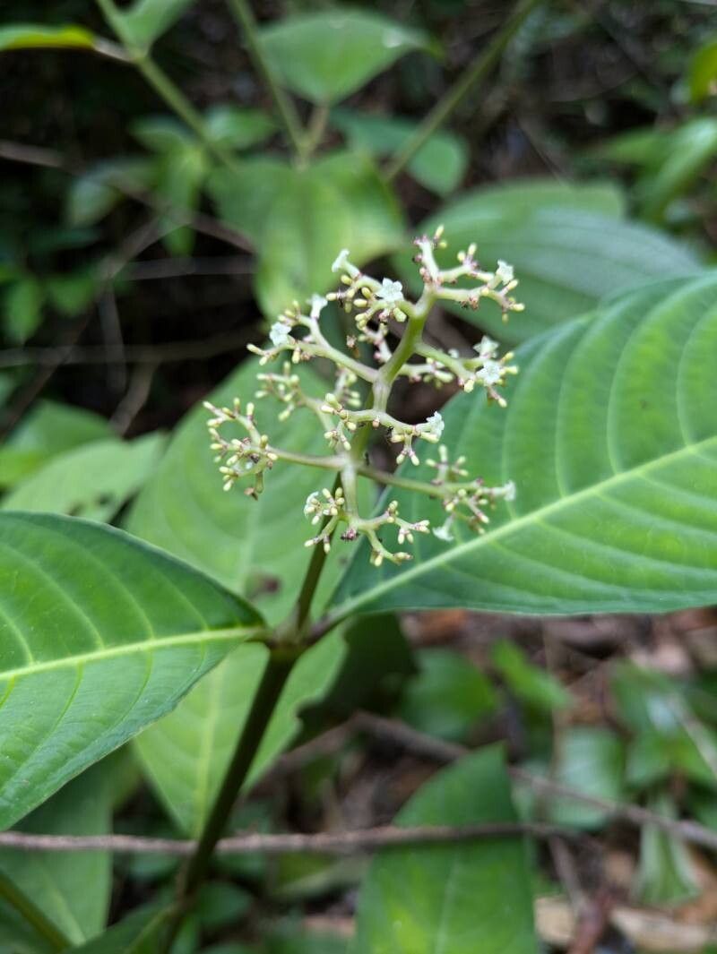 Palicourea microbotrys flower