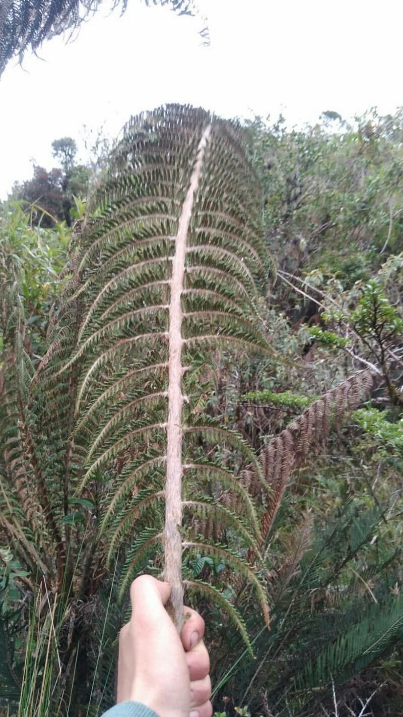 Dicksonia stuebelli leaf