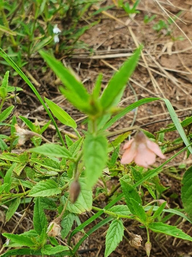 Hermannia kirkii flower