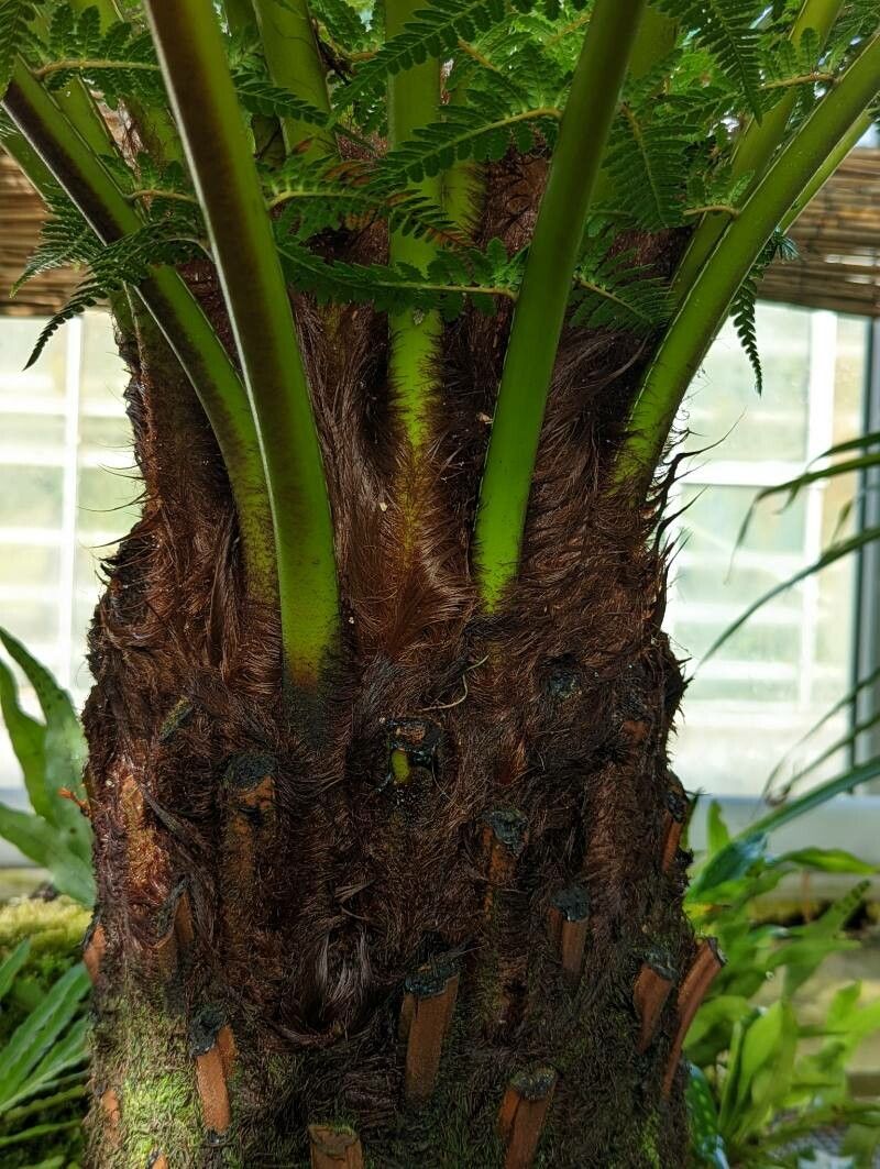 Dicksonia sellowiana bark