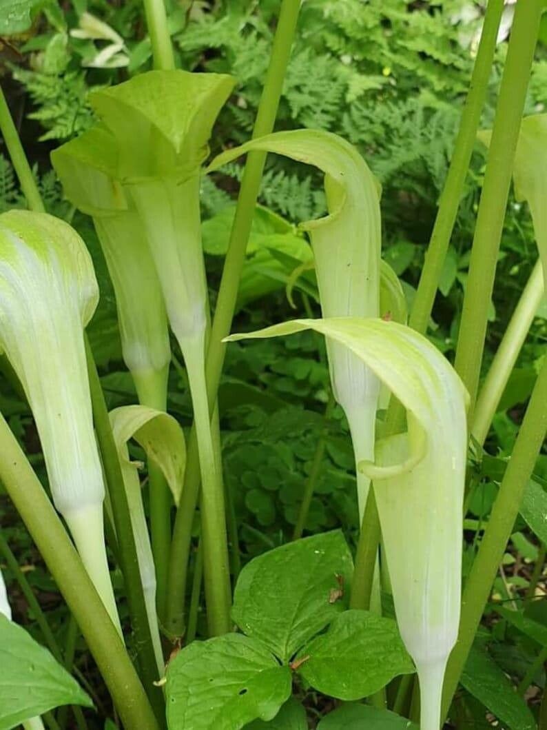 Arisaema amurense flower