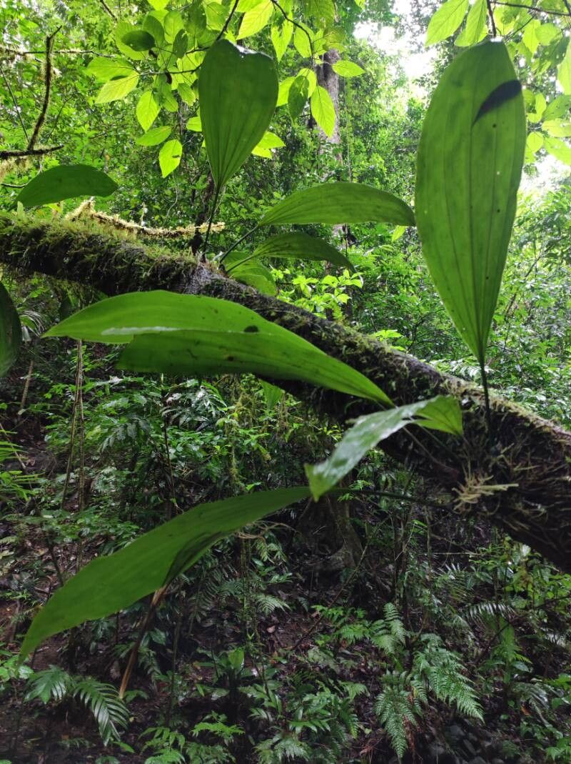 Stanhopea cirrhata — related species from the same genus