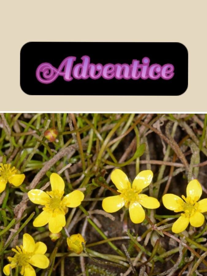 Ranunculus reptans — houseplant care guide