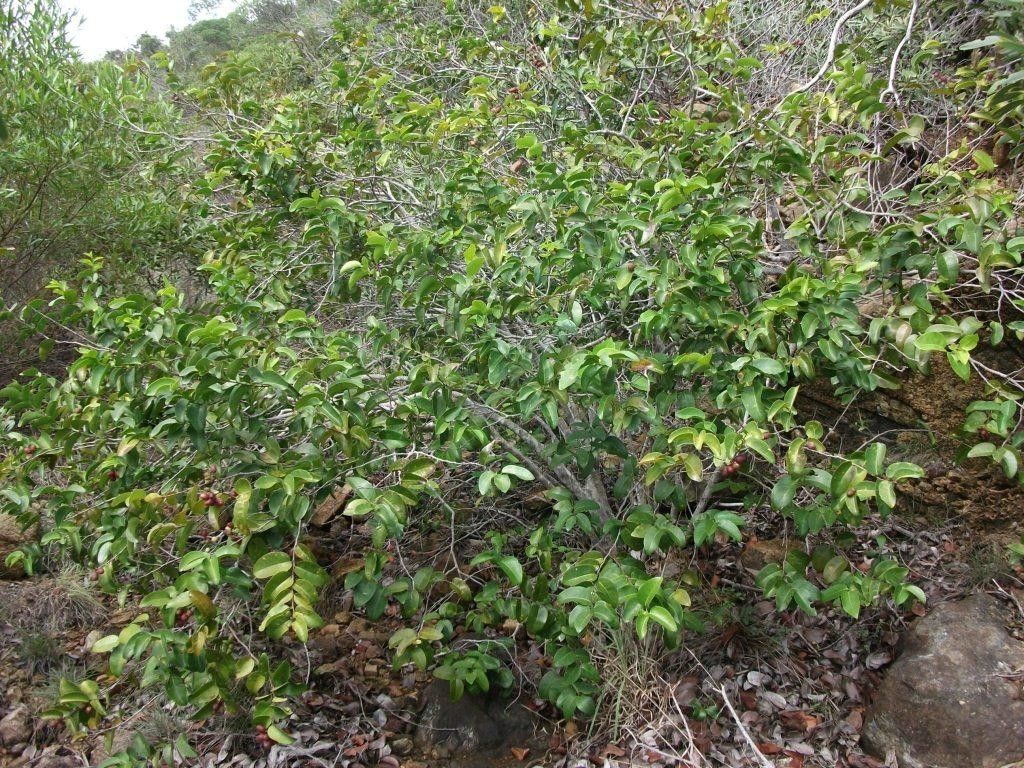 Hunga cordata habit
