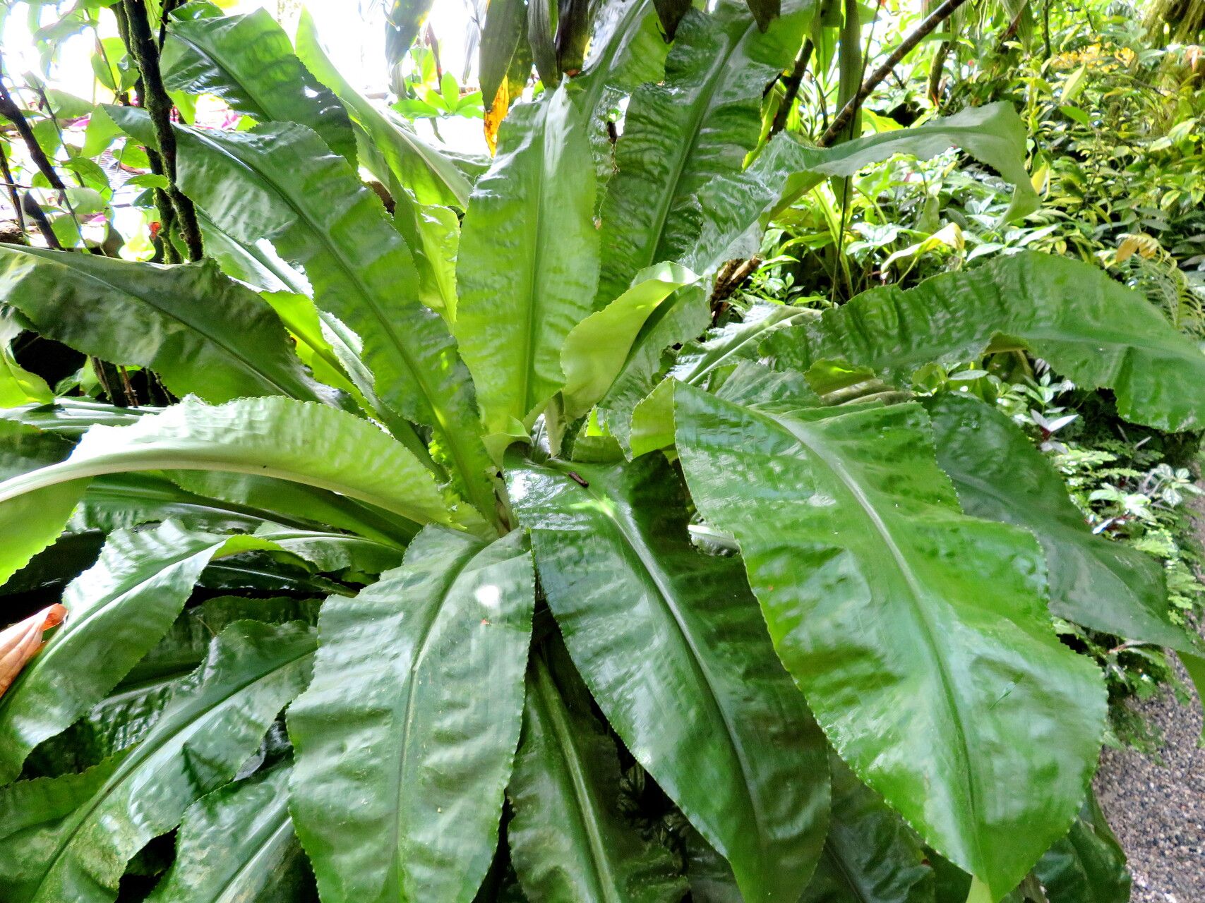 Palisota pynaertii — houseplant care guide