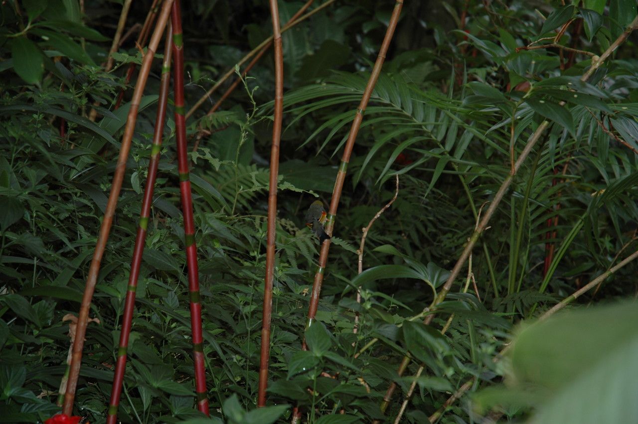Etlingera corneri habit