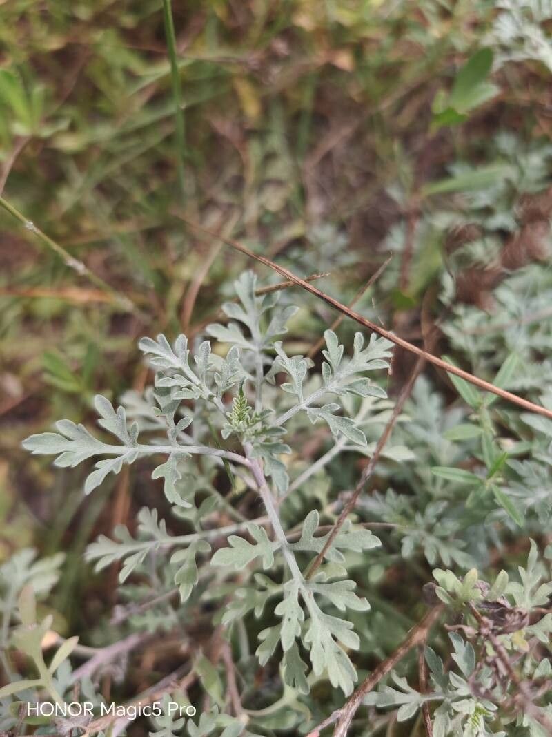 Ambrosia maritima leaf