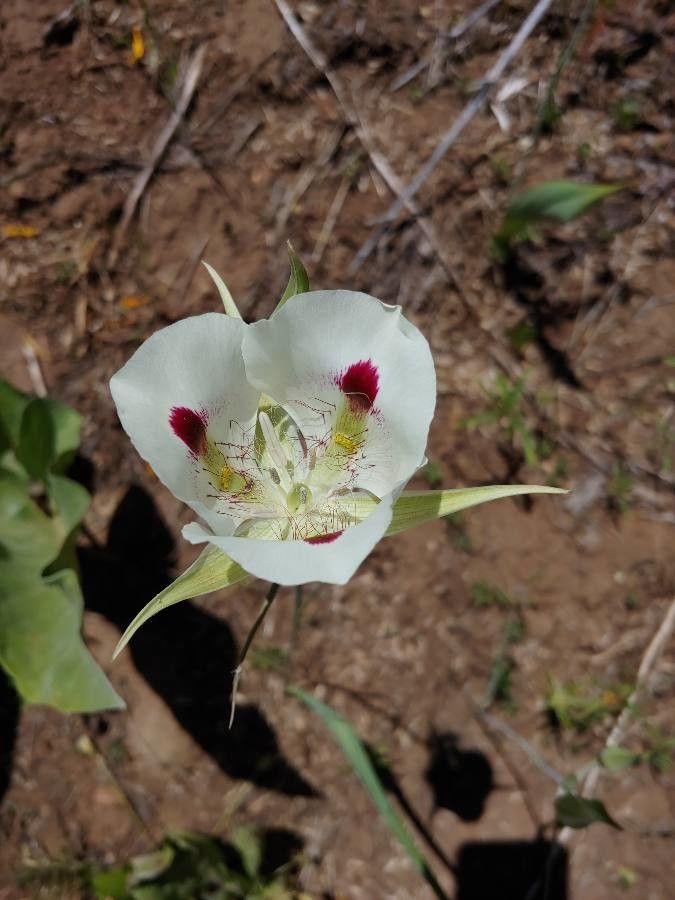 Calochortus eurycarpus — search result for 'Calochortus'