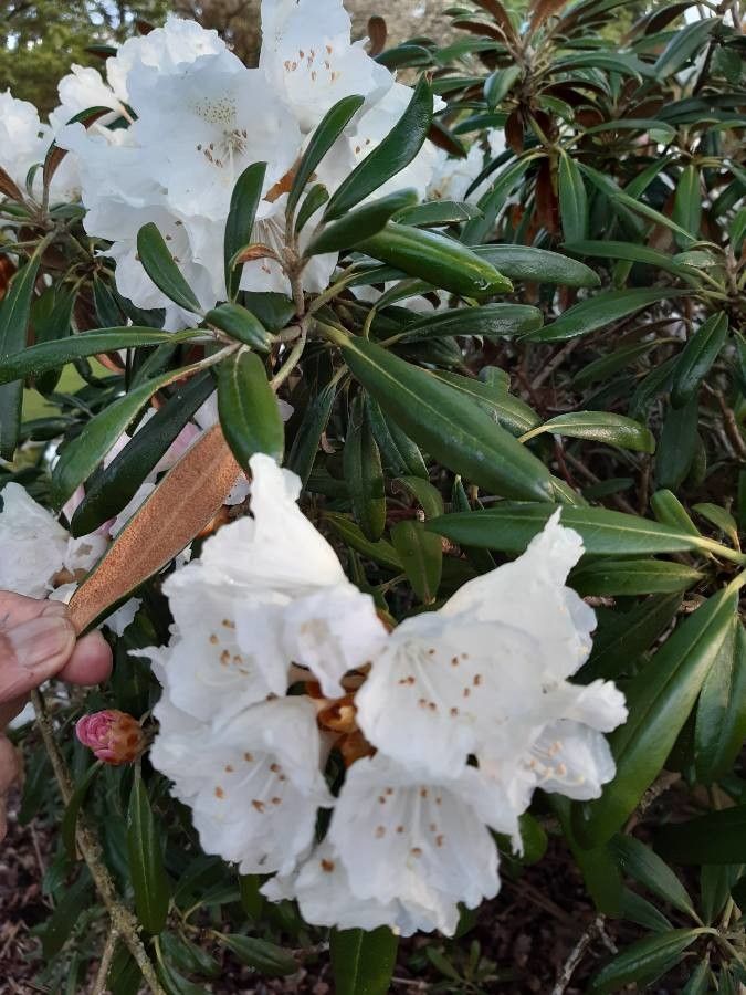 Rhododendron degronianum flower