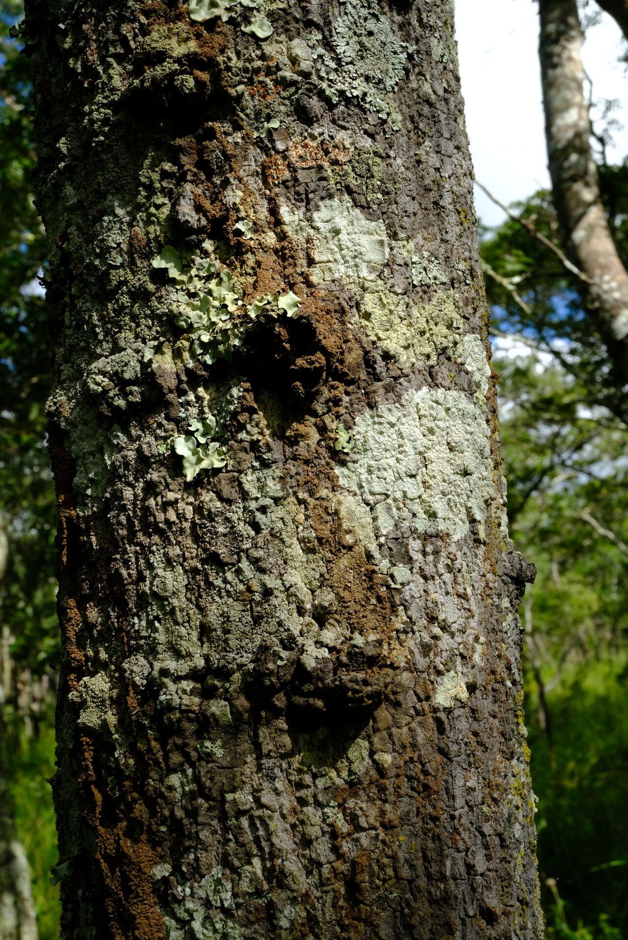 Brachystegia longifolia bark