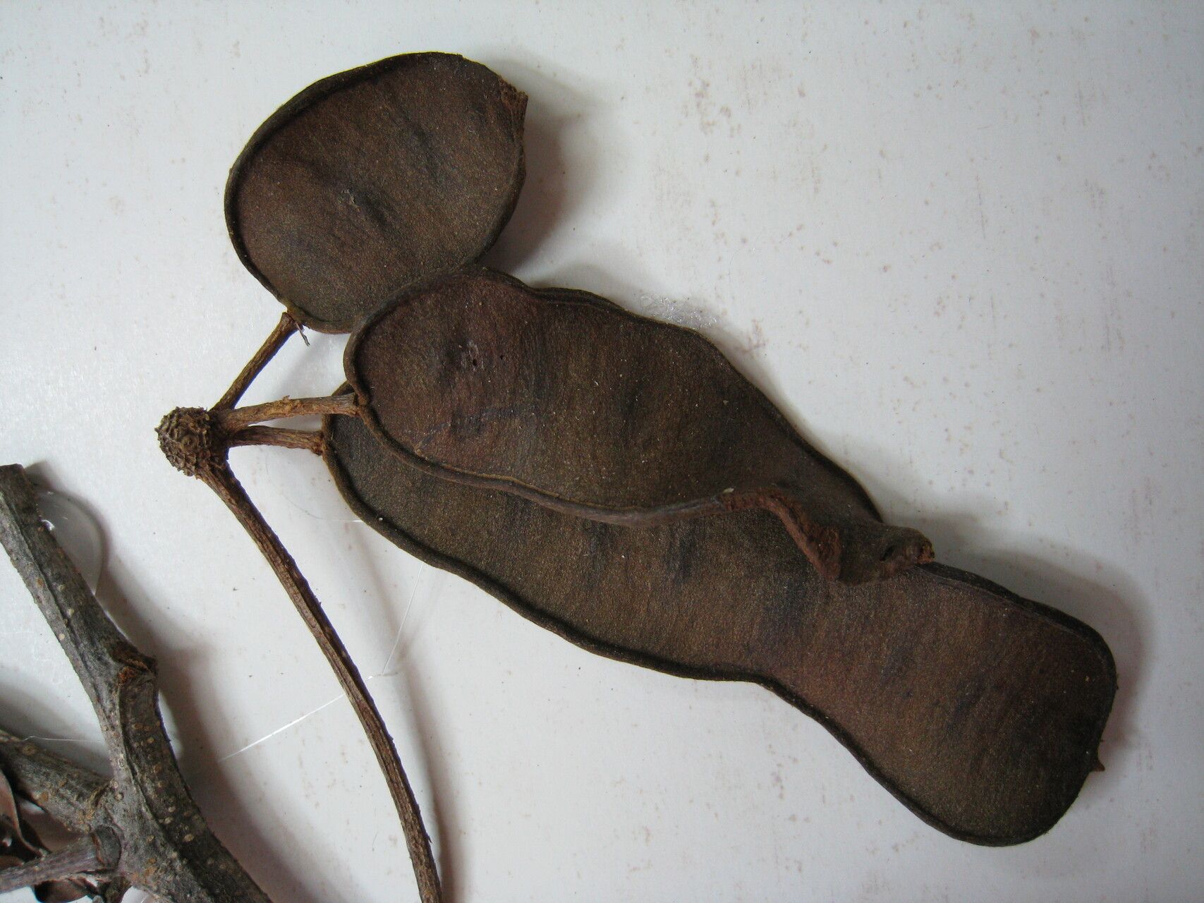 Inga sertulifera other