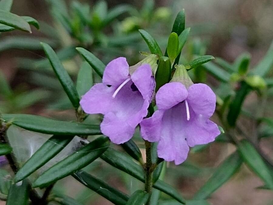 Prostanthera scutellarioides flower