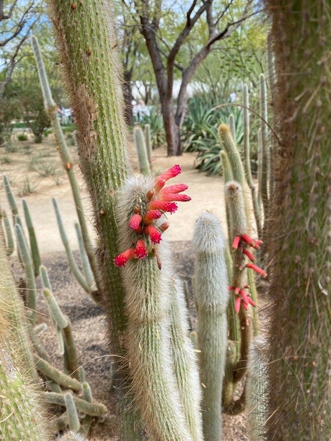 Cleistocactus viridiflorus fruit