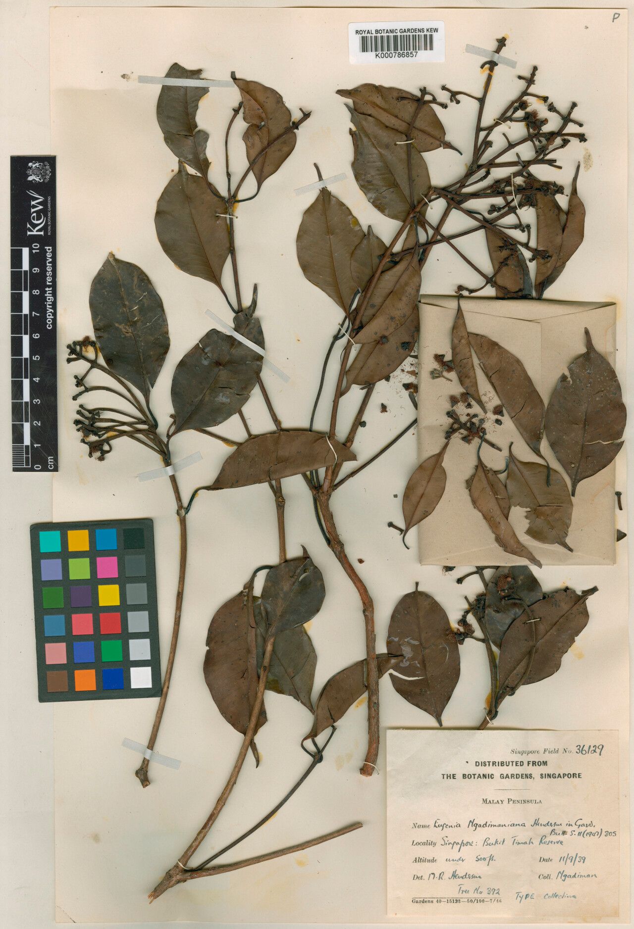 Syzygium ngadimanianum — houseplant care guide