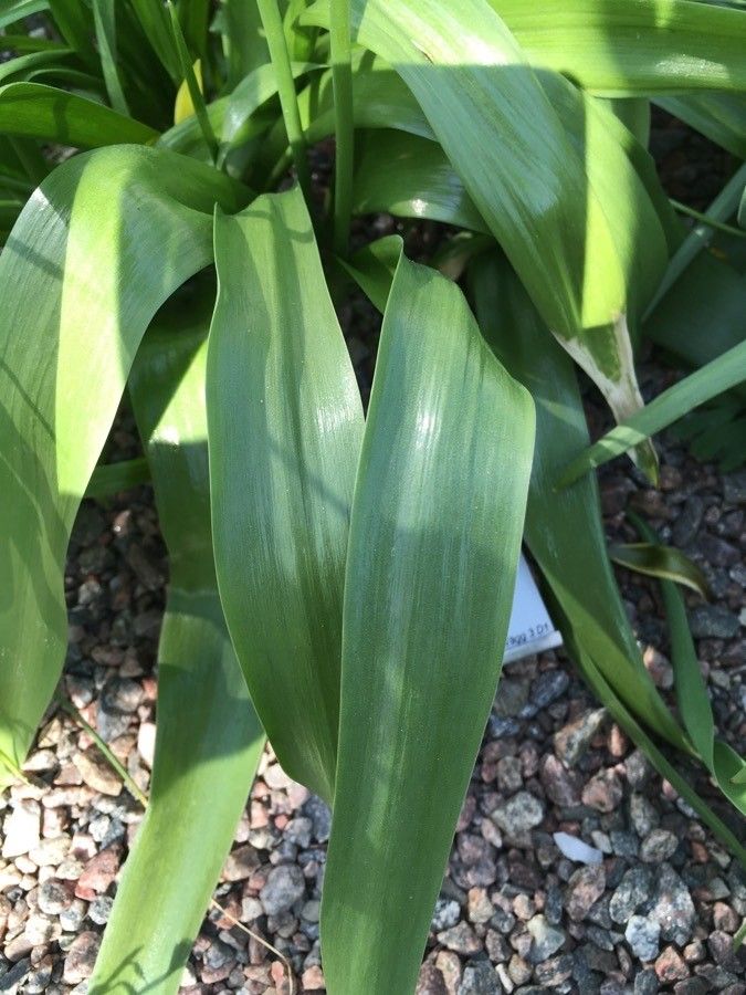 Tulipa dasystemon — search result for 'Tulipa'