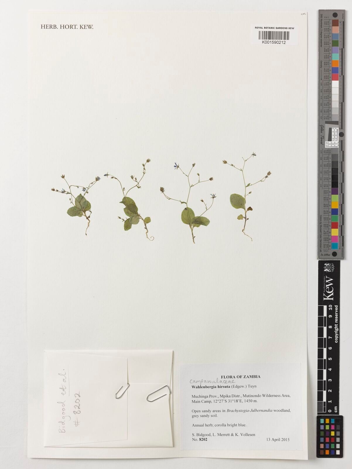 Wahlenbergia hirsuta — houseplant care guide