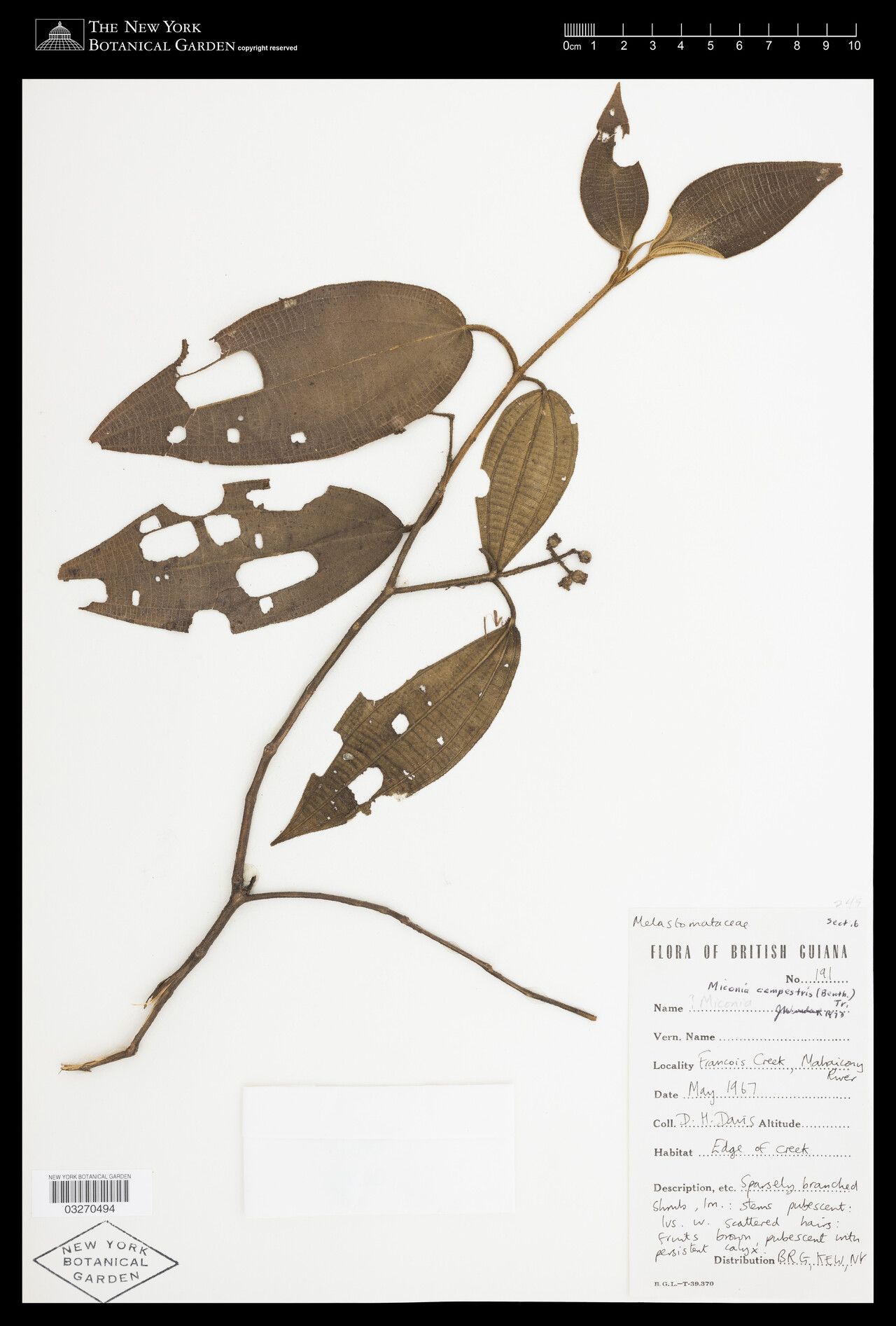 Miconia campestris — houseplant care guide