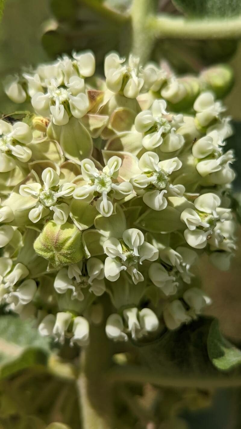 Asclepias arenaria flower
