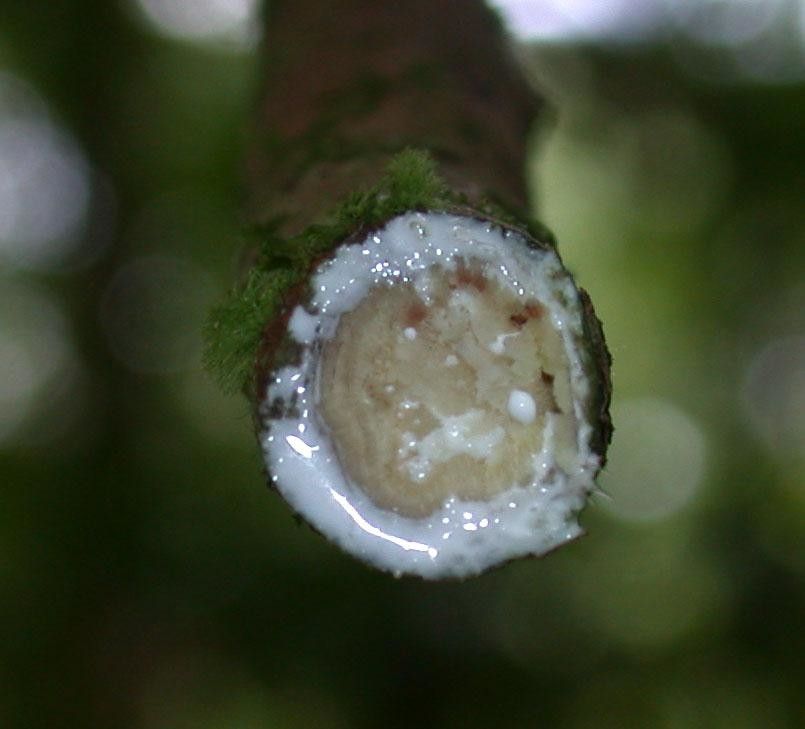 Pouteria leptopedicellata fruit