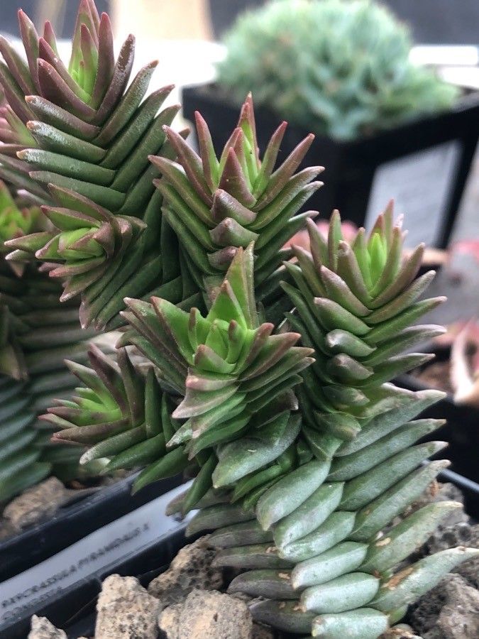 Crassula pyramidalis leaf