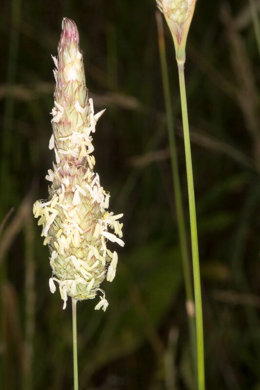 Phalaris coerulescens flower