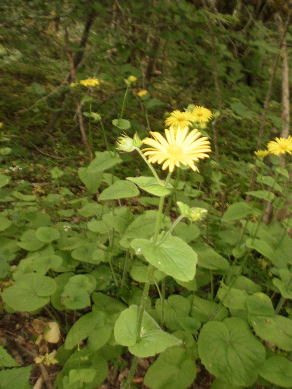 Doronicum x pardalanchoides other